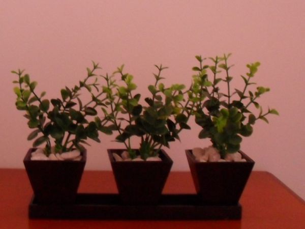 TRIO DE MINI VASOS